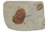 Two Fossil Leaves (Zizyphoides & Zizyphus) - Montana #213267-1